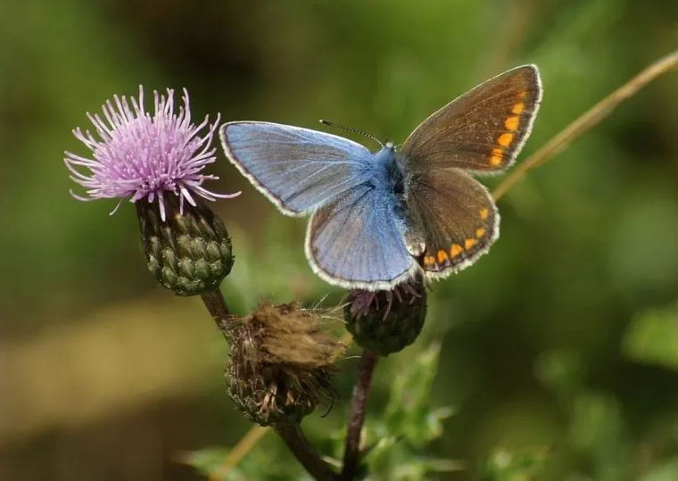  Mariposas como esta pueden ser mitad macho, mitad hembra, como lo demuestran sus colores. En este caso, se trata de un error genético 